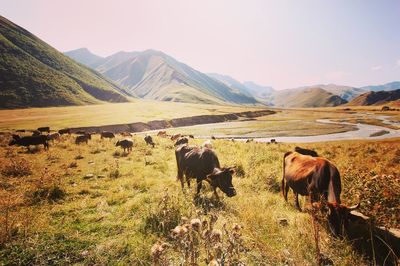 Cows grazing on field against sky