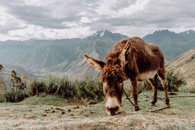 Horse grazing on field against mountains