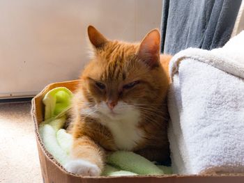 Close-up of cat sitting