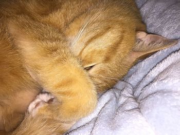 Close-up of dog sleeping on bed