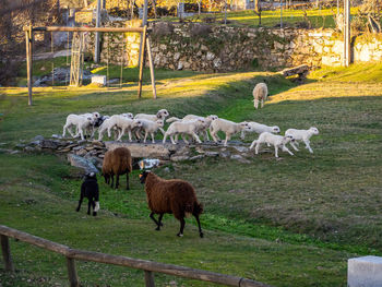 Horses grazing in a field