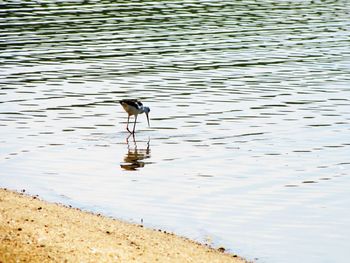 Bird in lake