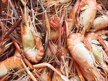 Close-up of seafood for sale at market