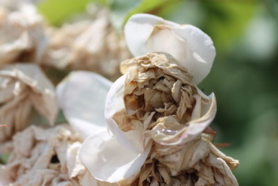 Close-up of dried plant