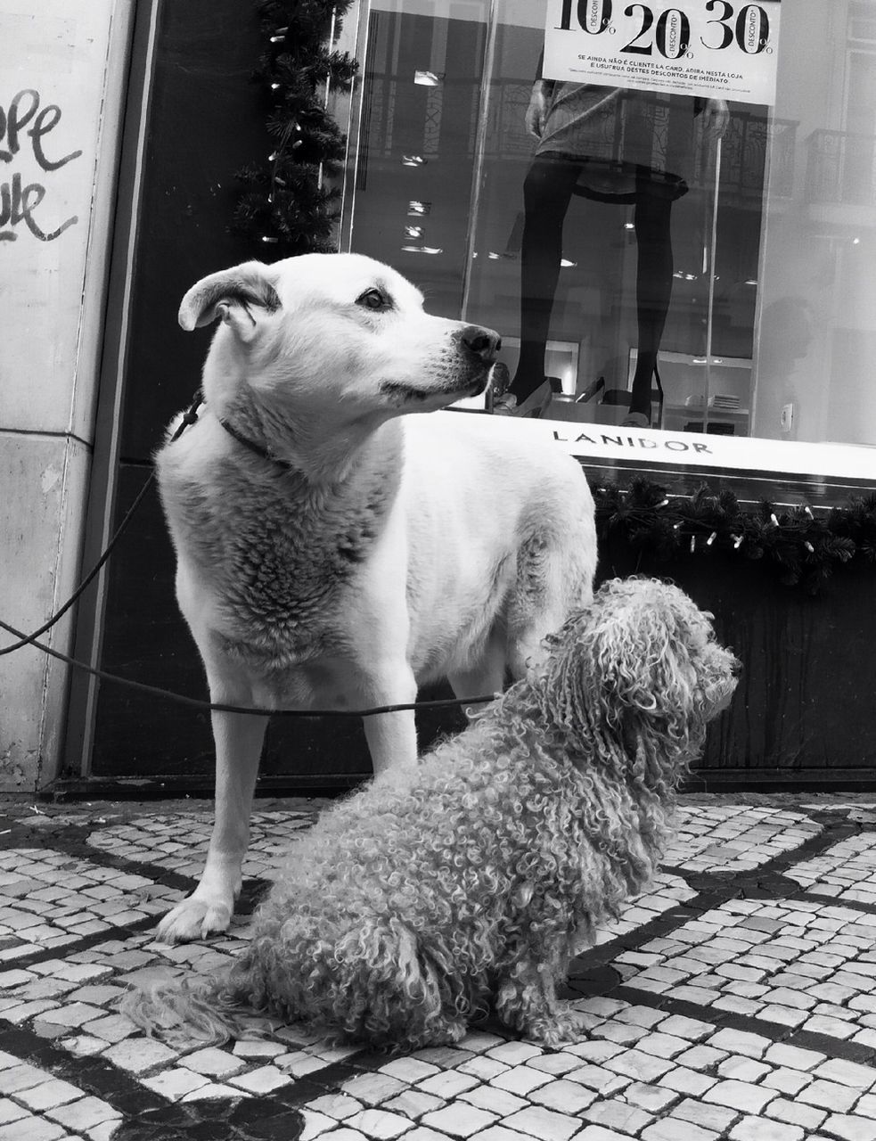 animal themes, one animal, domestic animals, mammal, pets, full length, street, two animals, sidewalk, bird, standing, outdoors, sitting, day, side view, zoology, dog, animal, building exterior, looking away