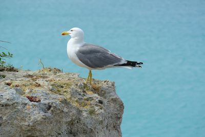 Close-up of seagull perching on rock by sea