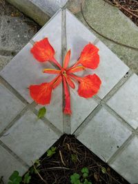 High angle view of red maple leaf on floor