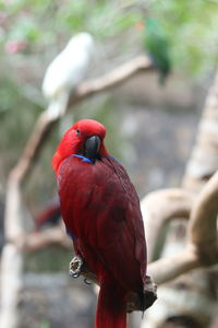Close-up of parrot perching