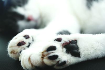 Close-up of dog resting