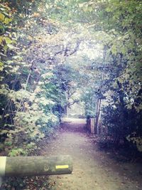 Empty road in forest