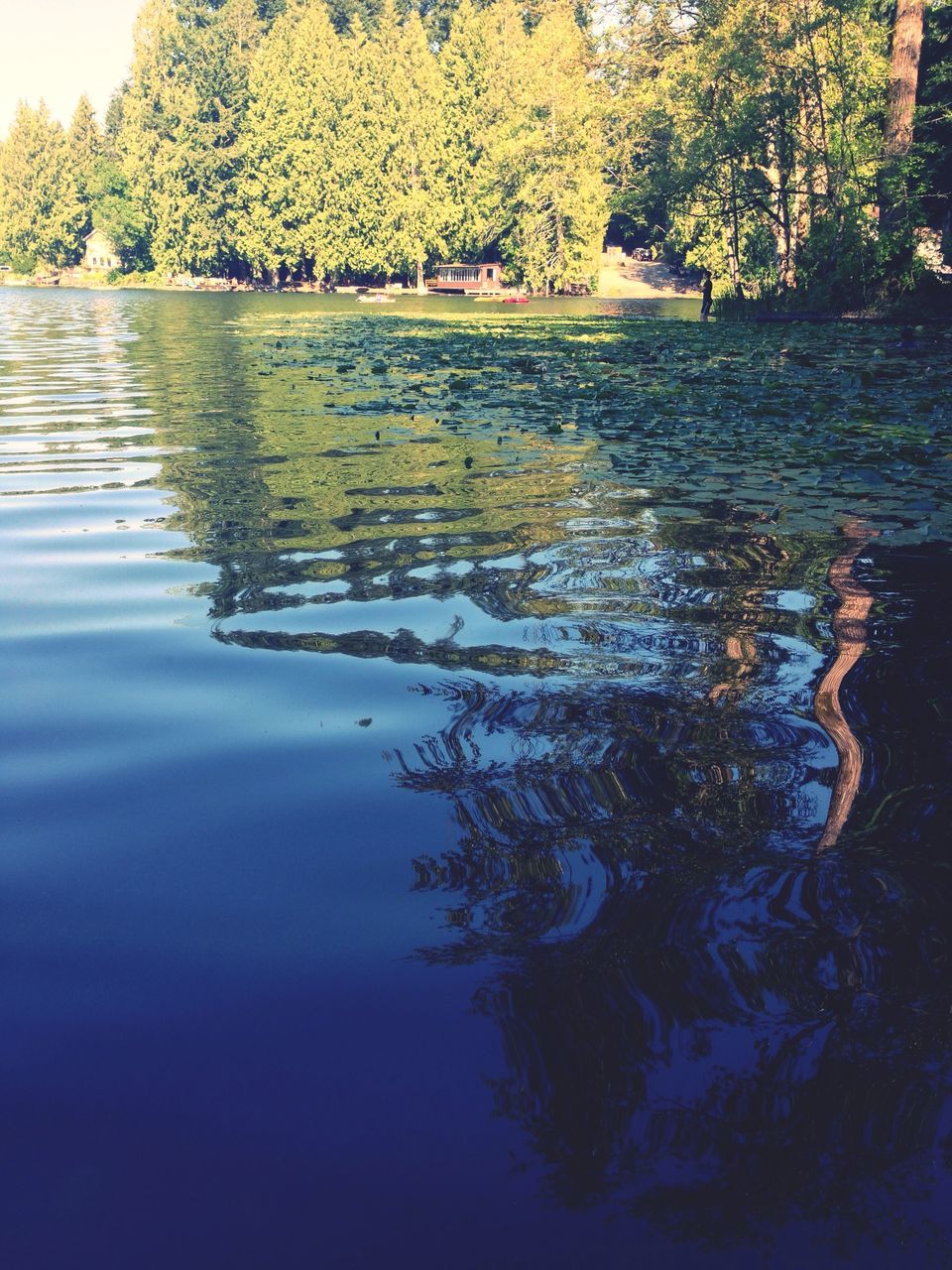 water, reflection, lake, tree, tranquility, tranquil scene, waterfront, beauty in nature, scenics, nature, rippled, idyllic, river, calm, no people, standing water, outdoors, growth, day, water surface