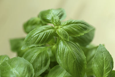 Close-up of fresh green basil