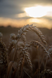 Close-up of wheat growing on field against sky during sunset