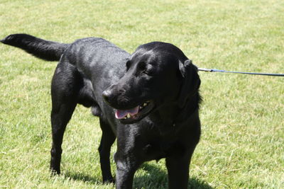 Dog looking away on grassy field