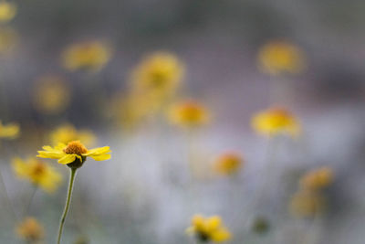 Close-up of yellow flowers blooming outdoors