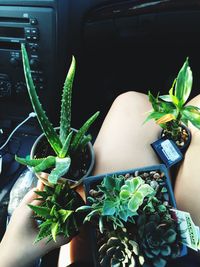 Close-up of woman holding potted plant