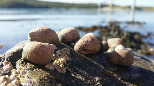 Surface level of pebbles on rocks