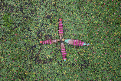 High angle view of multi colored flower on field