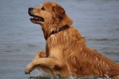 Rear view of golden retriever against water