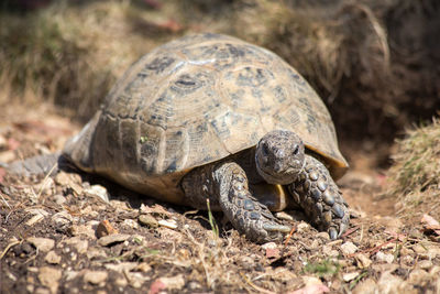 Close-up of tortoise on field