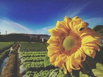 Close-up of sunflower on field against sky