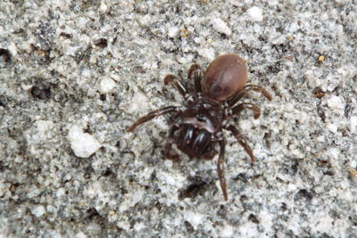 Close-up of crab