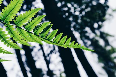 Close-up of fern leaves on tree