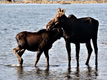 Horse standing in a lake