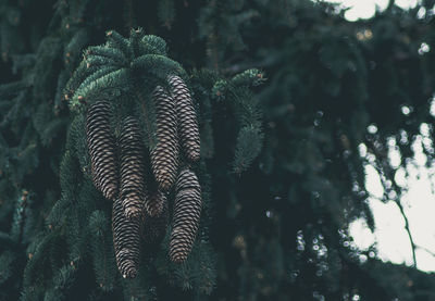 Low angle view of pinecones growing on tree