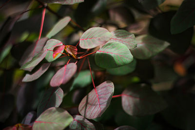 Close-up of pink flowering plant leaves