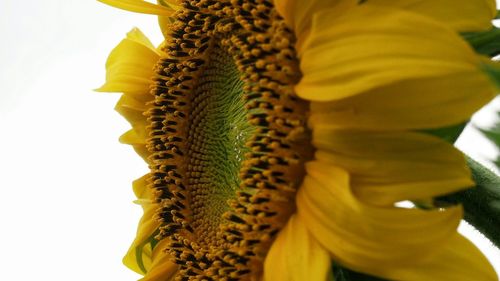 Close-up of yellow flower