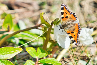 Close-up of butterfly perching on flower