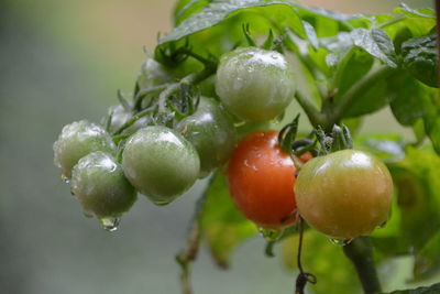 Close-up of wet cherry tomatoes growing outdoors during rainy season