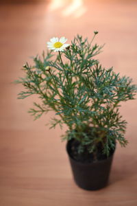 Close-up of potted plant on table