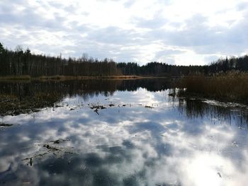 Reflection of trees in water