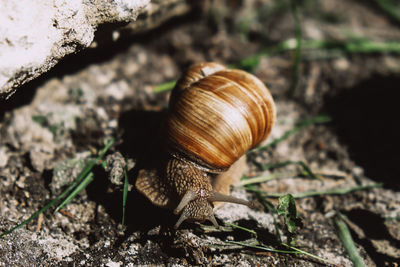 Close-up of snail