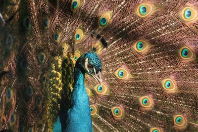 Close-up of peacock