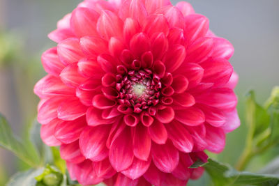 Close-up of pink dahlia blooming outdoors