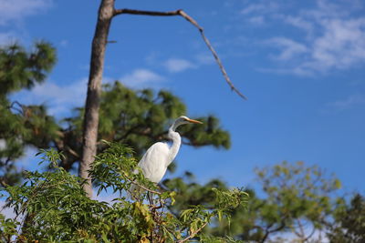 Bird perching on a tree