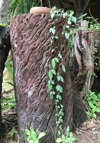 Close-up of a tree trunk