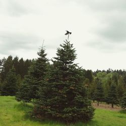 Trees on landscape against cloudy sky