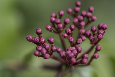 Close-up of purple flowering plant