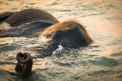 Close-up of duck swimming in sea