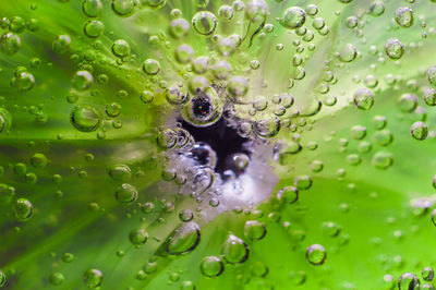 Close-up of water drops on leaf