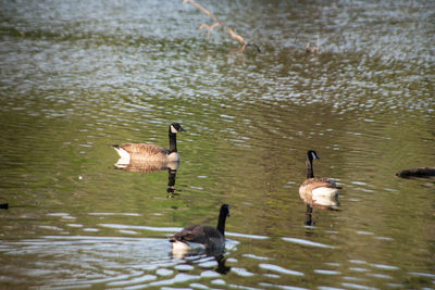 Ducks swimming in lake