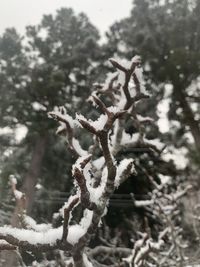 Close-up of frozen plant