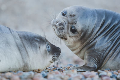 Elephant seal at patagonia.