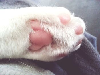 domestic animals