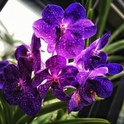 Close-up of purple iris flowers