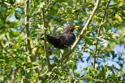 Bird perching on a tree